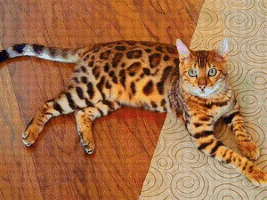 пятнистая кошка - животные, кошки - предпросмотр