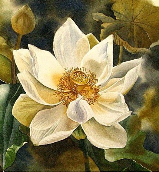 Лотос - лотосы, лотос, кувшинка, водяная лилия, цветы - оригинал