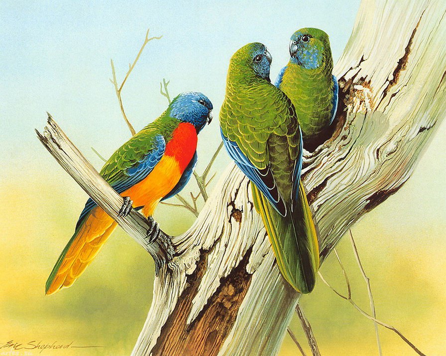 попугайчики на дереве - птицы, природа, неразлучники, дерево, попугай - оригинал