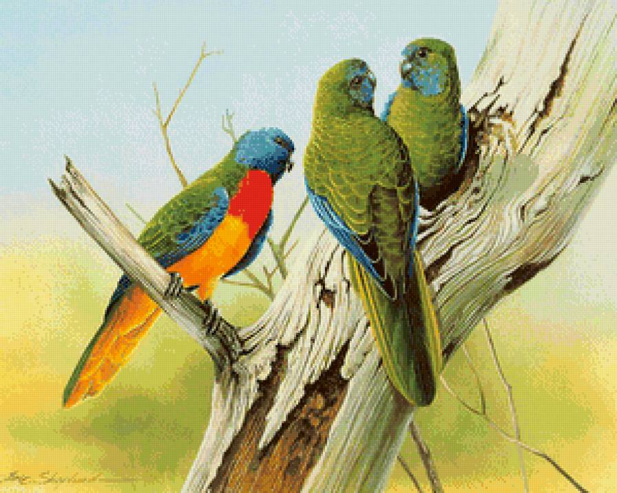 попугайчики на дереве - птицы, неразлучники, природа, попугай, дерево - предпросмотр