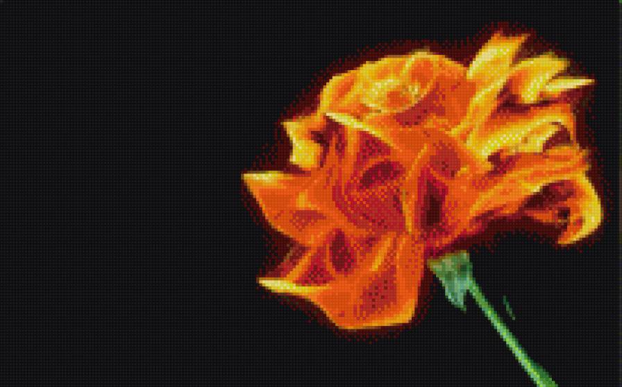 огненная роза - цветок, огонь, роза - предпросмотр