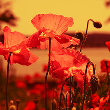 Схема вышивки «маки»