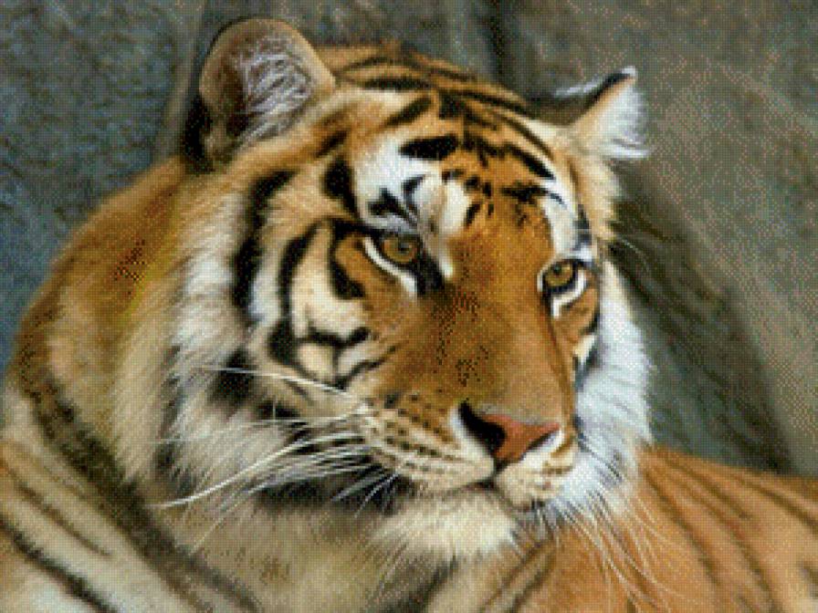 котик - предпросмотр