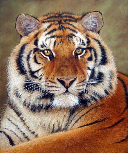 ТИГР - животные - оригинал