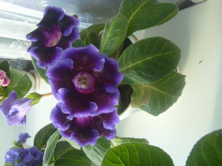 глоксинии - оригинал