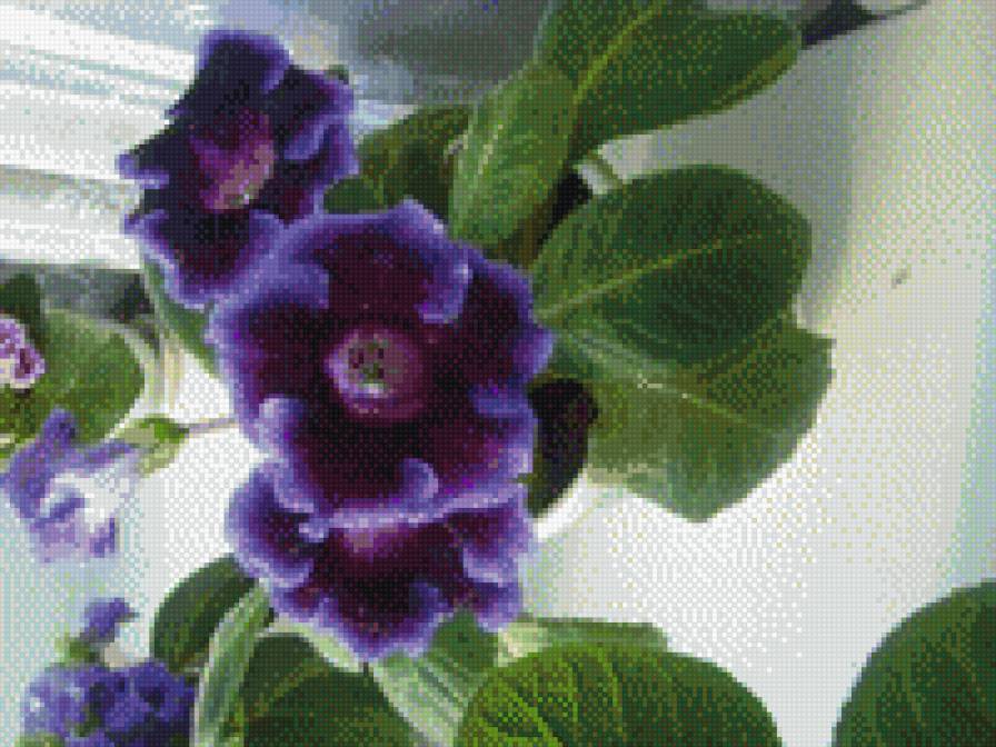 глоксинии - предпросмотр