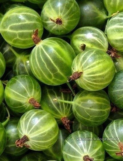 крыжовник - оригинал