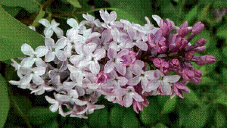 сирень - сирень - предпросмотр