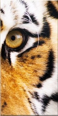 Триптих ч.2 - триптих, дикие животные - оригинал