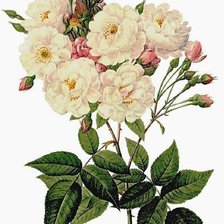 Схема вышивки «розы»