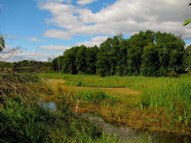 Лесная речка - пейзаж, речка, лес, природа - оригинал