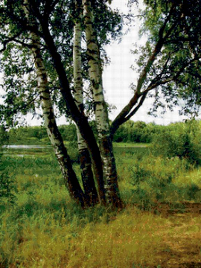 Русские березы - природа, пейзаж, березы - предпросмотр