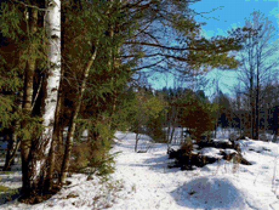 Морозный день - пейзаж, ели, лес, природа зима - предпросмотр