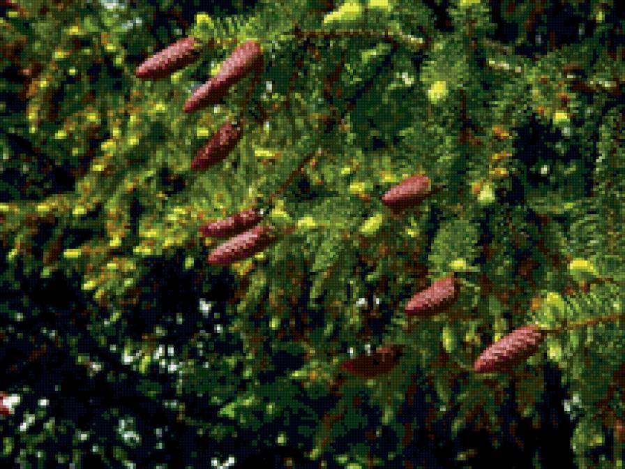 Ветка ели - ель, шишки - предпросмотр