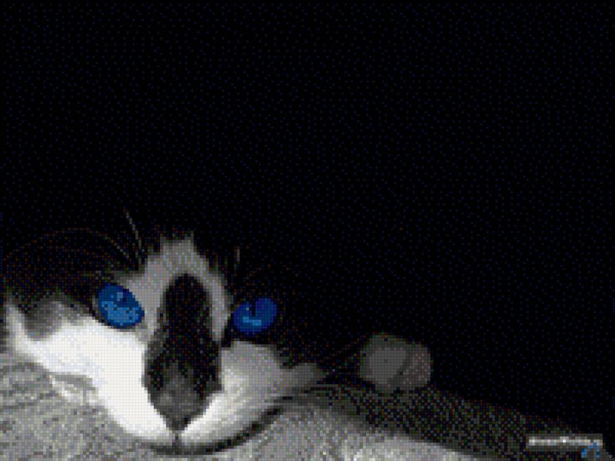 Котик - предпросмотр