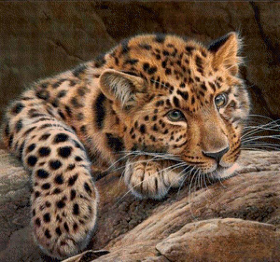 Барс - нежность, природа, дикие животные - предпросмотр