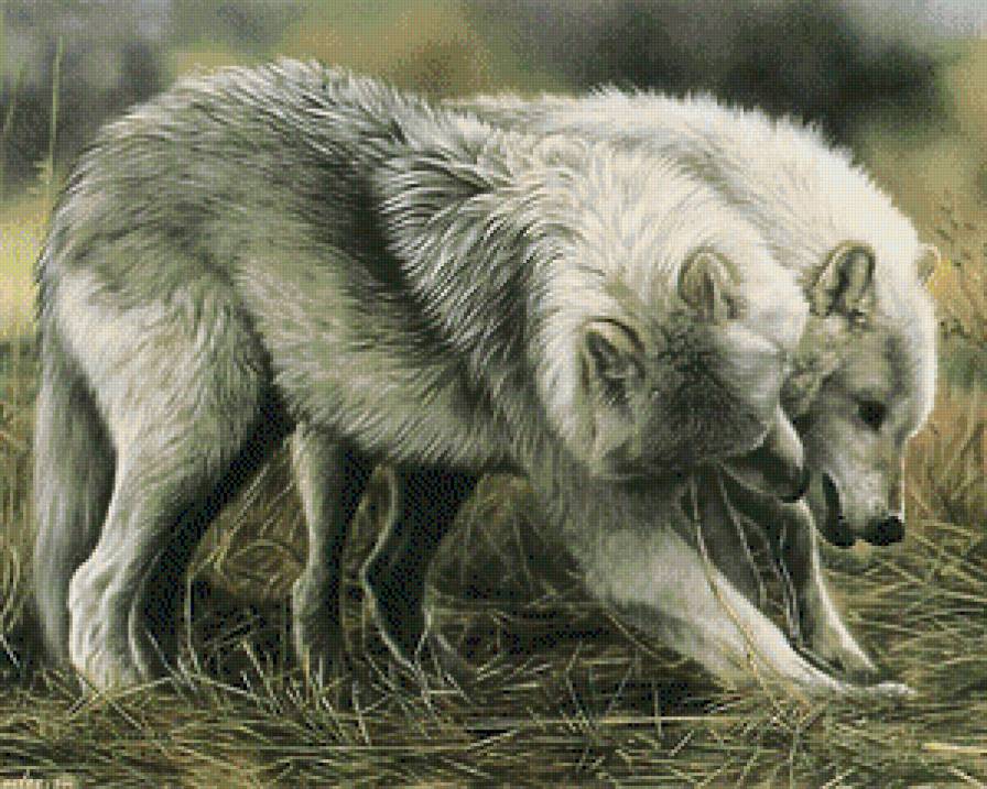 Волки - волк, живитные, лес - предпросмотр