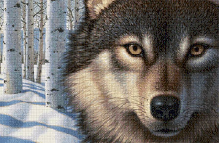 Волк - волк, лес, живитные - предпросмотр