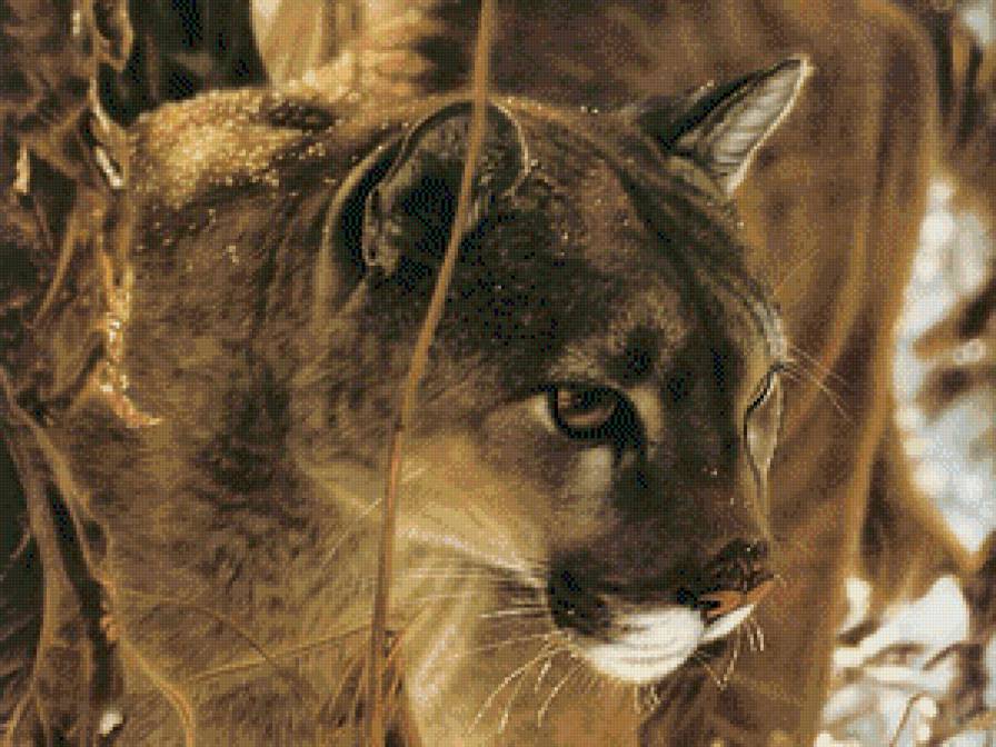 Дикая кошка - дикие кошки, живитные - предпросмотр