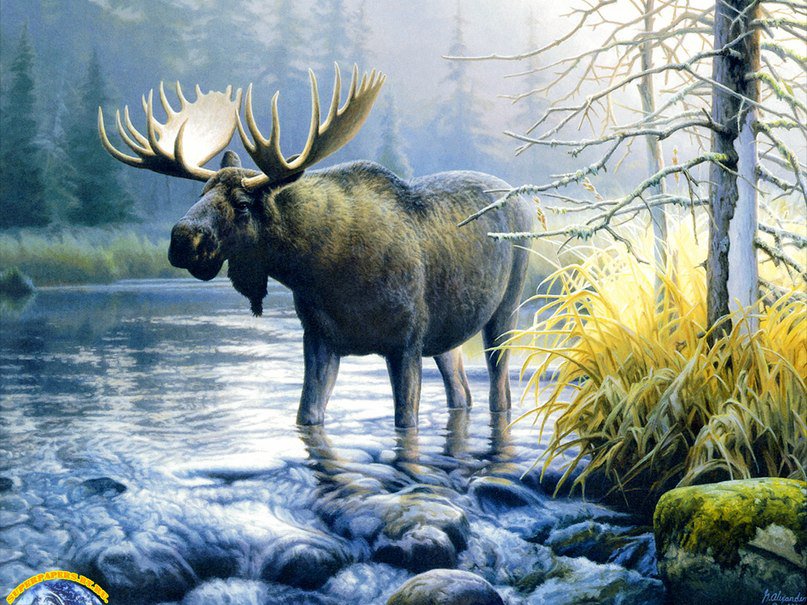Лось на природе - река, природа, лось, животные - оригинал