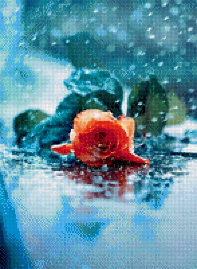 Роза - предпросмотр