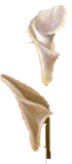 калия - оригинал