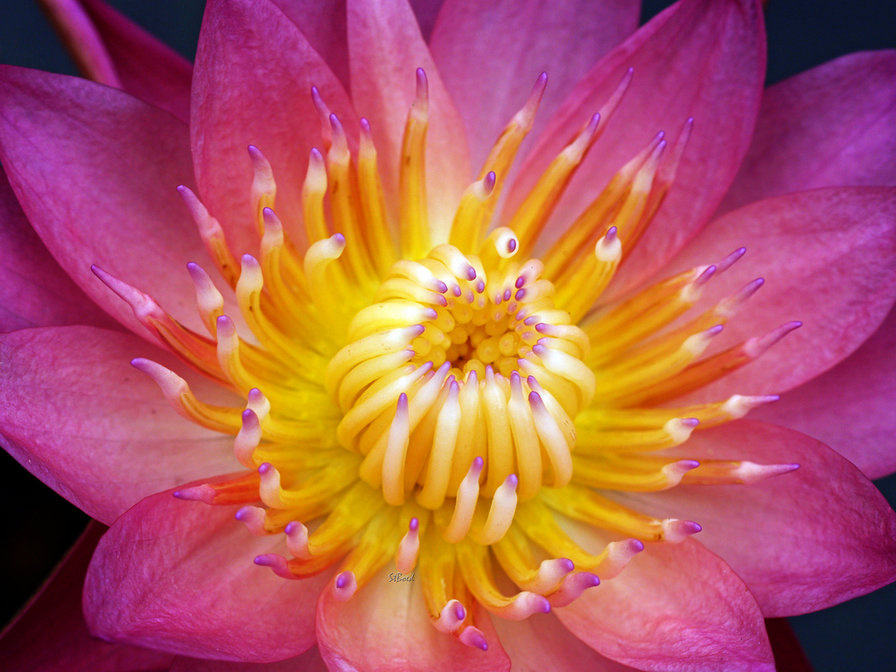 Цветок - волшебный, кувшинка, нежная, лотос, цветы - оригинал