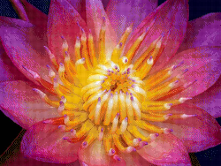 Цветок - нежная, волшебный, лотос, кувшинка, цветы - предпросмотр