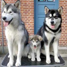 семья хаски