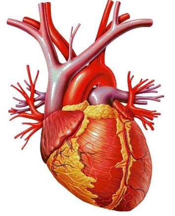 corazon humano - general - оригинал