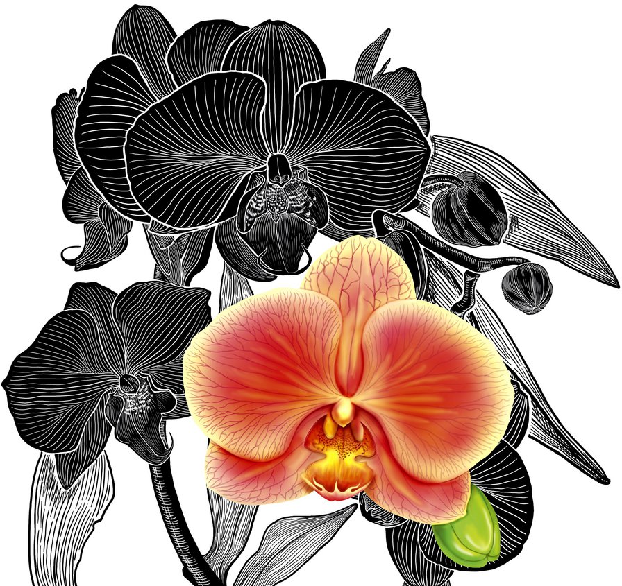 Серия "Орхидеи" - орхидеи, черное и белое, цветы - оригинал