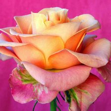 Схема вышивки «№935558»