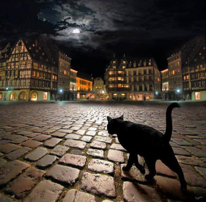 Ночная прогулка - город, кошки, животные, ночь - оригинал