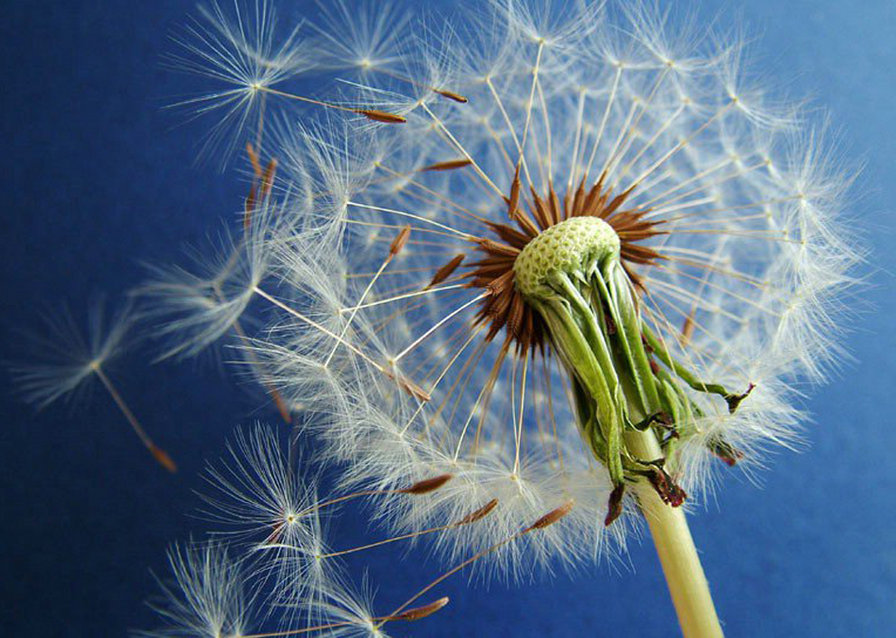Одуванчик - цветы, одуванчик - оригинал