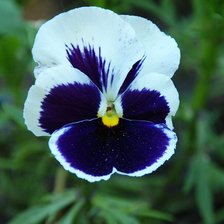 Схема вышивки «серия "цветы"»