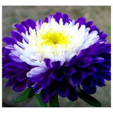 Схема вышивки «серия "цветы"»