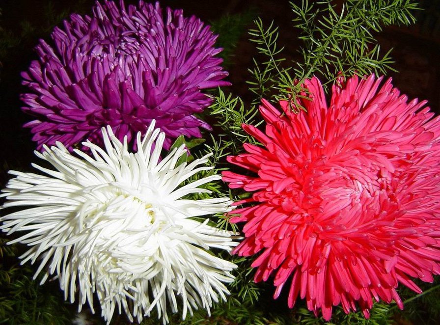 серия "цветы" - цветы - оригинал