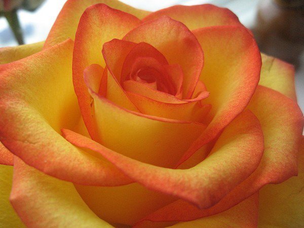 Прекрасная  роза - оригинал