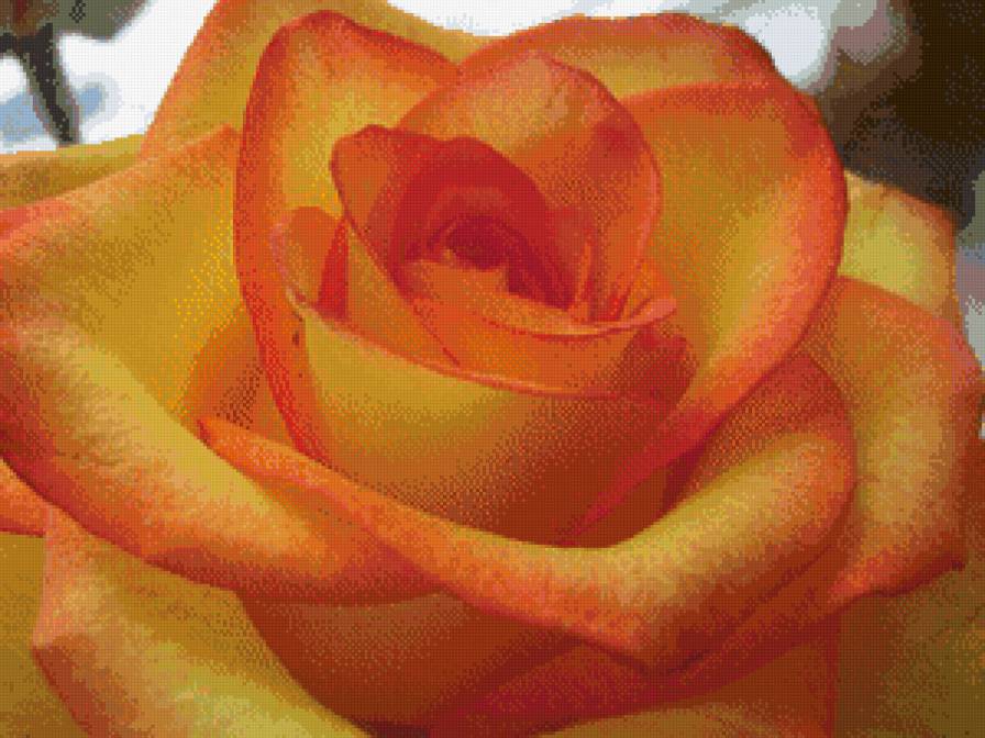 Прекрасная  роза - предпросмотр