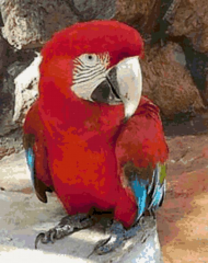 Lorito - предпросмотр