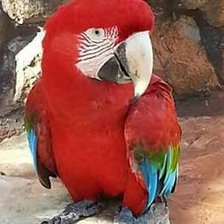 Схема вышивки «Lorito»