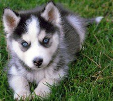 Хаски- щенок