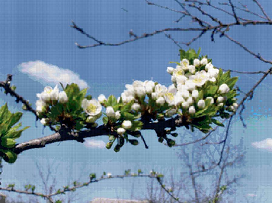 цветущая ветка яблони - цветы, весна - предпросмотр