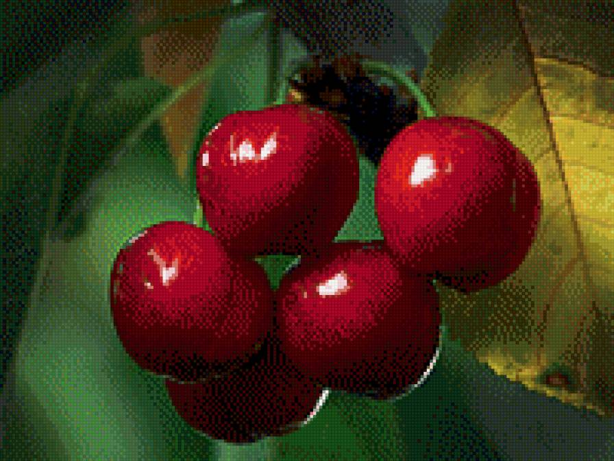 Вишенки - еда, ягодки, лето, ягоды, фрукты, вишня - предпросмотр