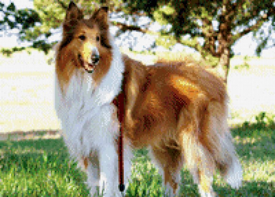 Колли - колли, собака, животные - предпросмотр