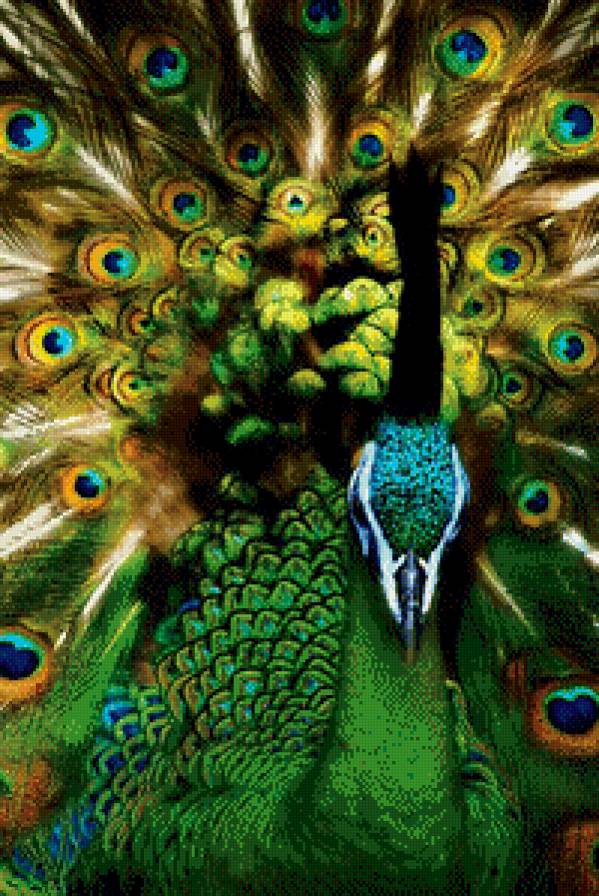 Павлин - красиво, птицы, павлин - предпросмотр