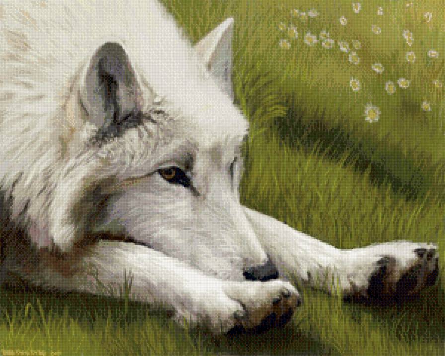 Волк - волк, белый волк - предпросмотр
