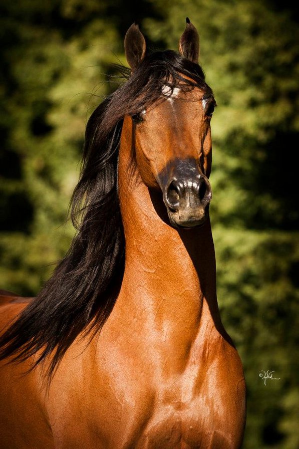 красавец - гнедой, лошадь - оригинал