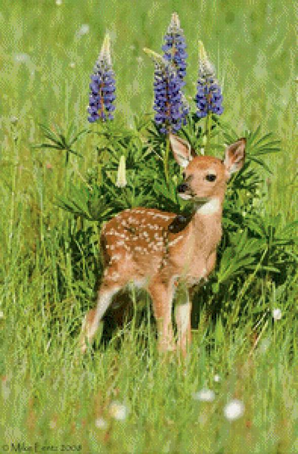 Олененок - животные, олененок - предпросмотр