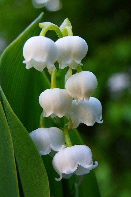 ландыш - ландыш - оригинал